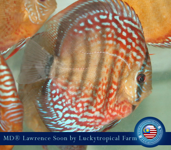 Malaysia discus - Lawrence Soon