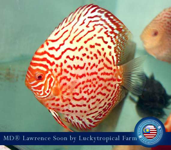 Albino Discus Leopard
