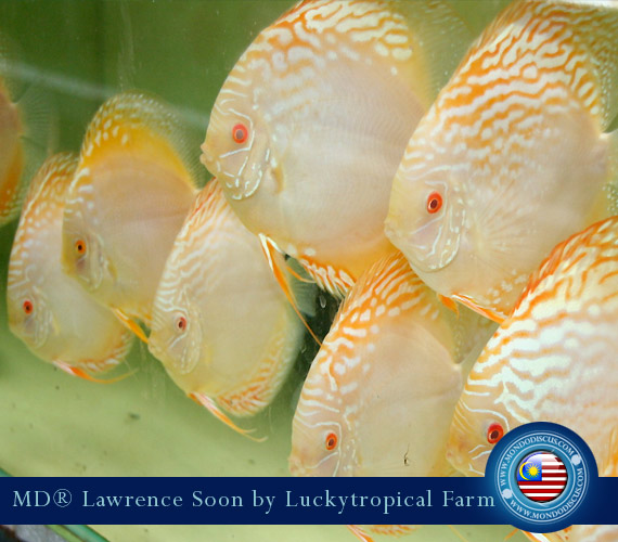 Albino Discus Yellow Cristal