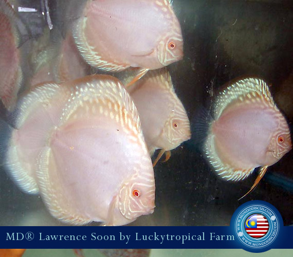 Albino Discus Alenquer