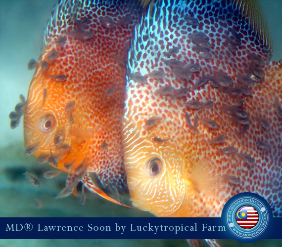 Malaysia discus - Lawrence Soon