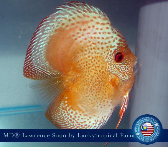 Malaysia discus - Lawrence Soon