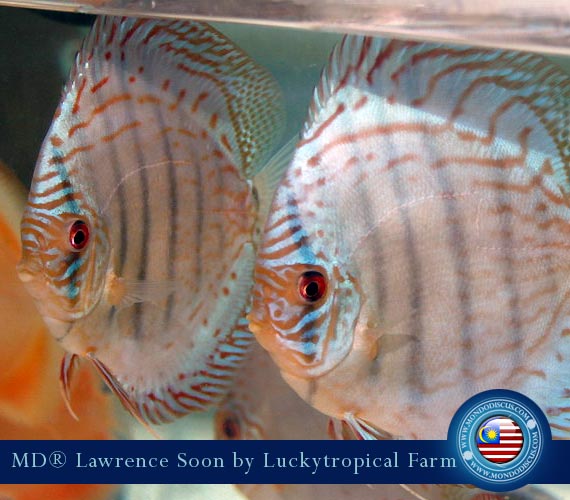 Malaysia discus - Lawrence Soon