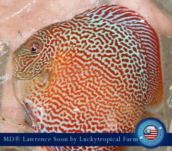 Malaysia discus - Lawrence Soon