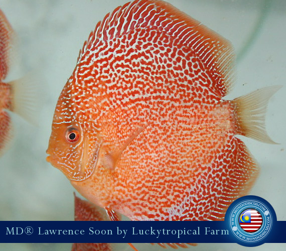 Malaysia discus - Lawrence Soon