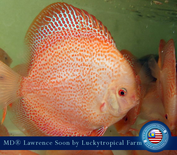 Malaysia discus - Lawrence Soon