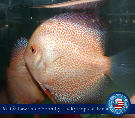 Malaysia discus - Lawrence Soon