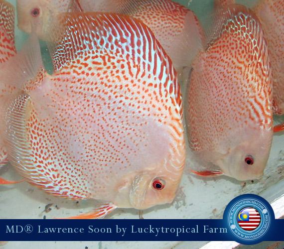 Malaysia discus - Lawrence Soon