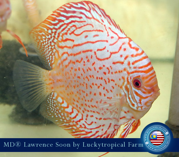 Malaysia discus - Lawrence Soon