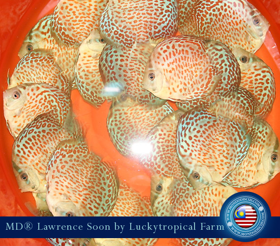 Malaysia discus - Lawrence Soon