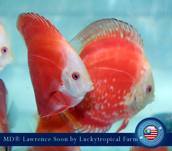 Malaysia discus - Lawrence Soon