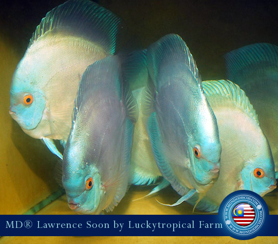 Malaysia discus - Lawrence Soon