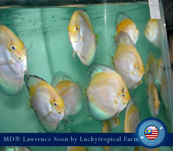 Malaysia discus - Lawrence Soon