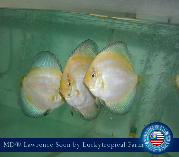 Malaysia discus - Lawrence Soon