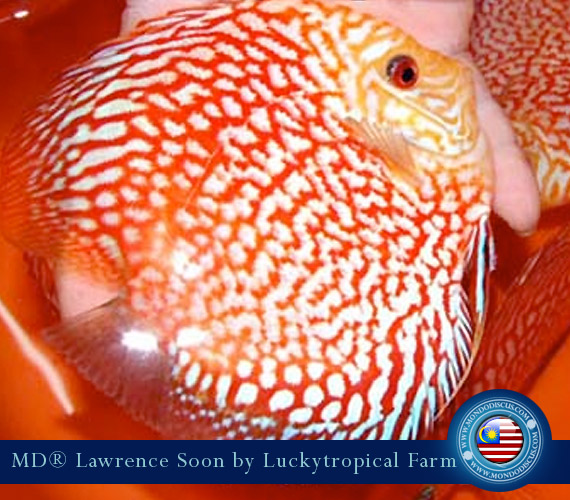 Malaysia discus - Lawrence Soon