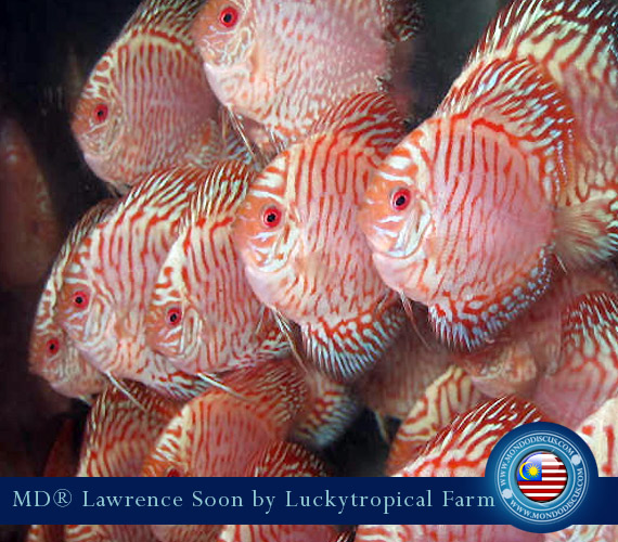 Malaysia discus - Lawrence Soon