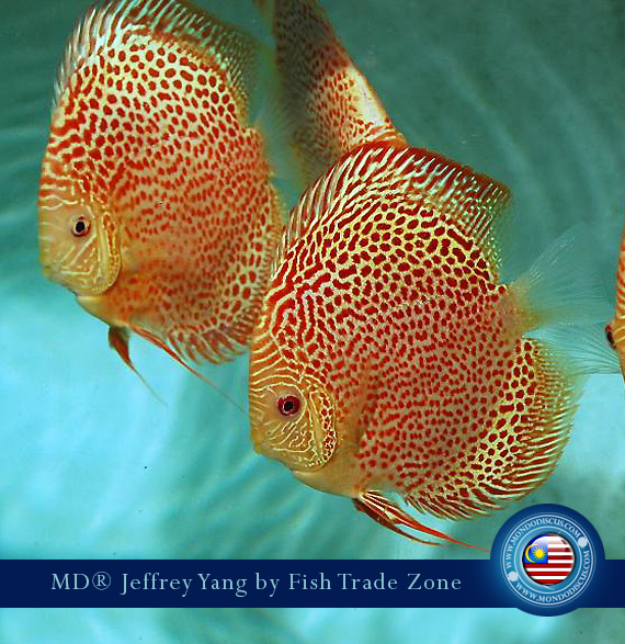 Malaysia discus - Jeffrey Yan