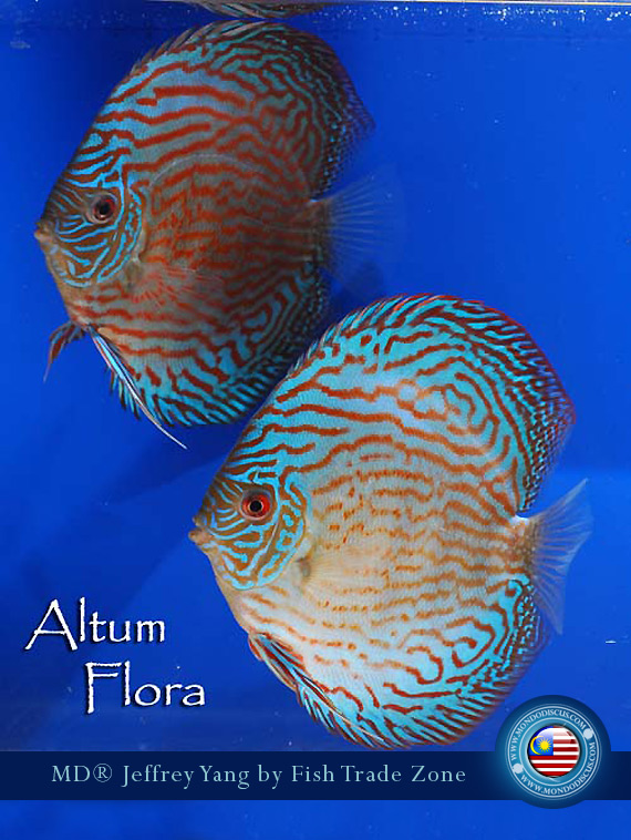 altum flora discus