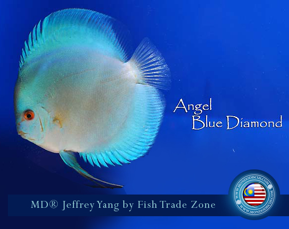 Malaysia discus - Jeffrey Yan