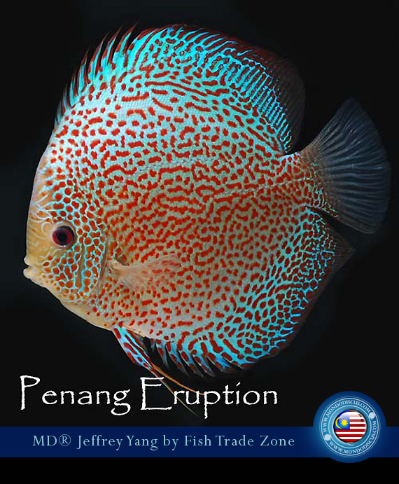 penang eruption discus
