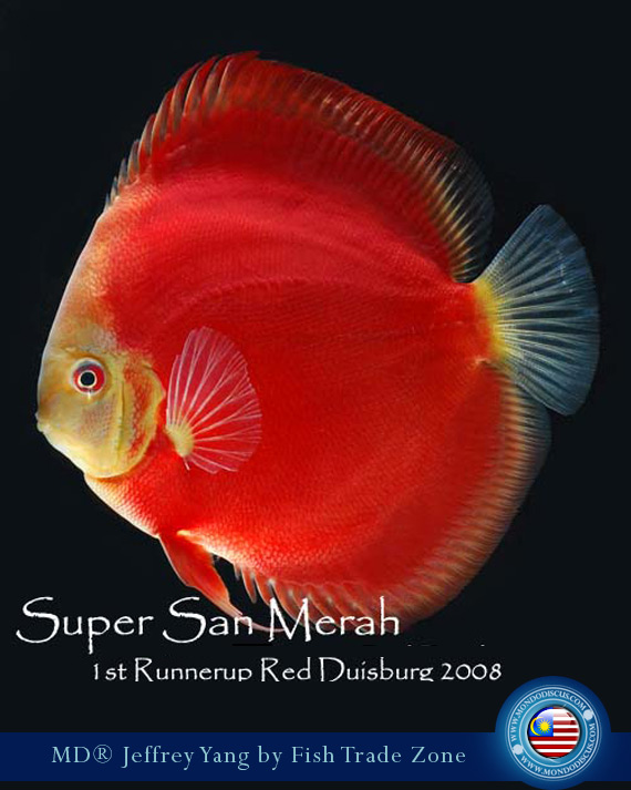 super san merah discus