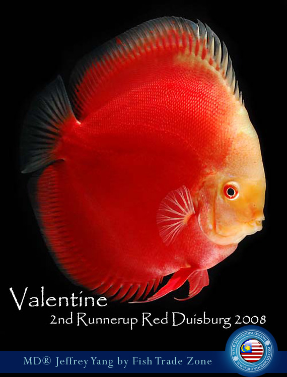 Malaysia discus - Jeffrey Yan