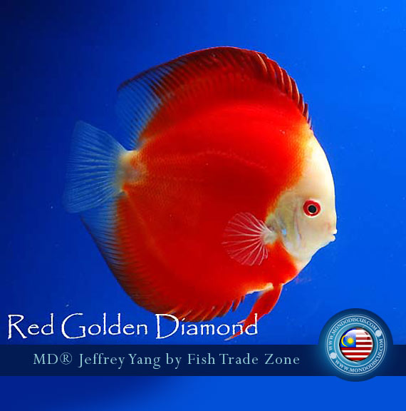 Malaysia discus - Jeffrey Yan