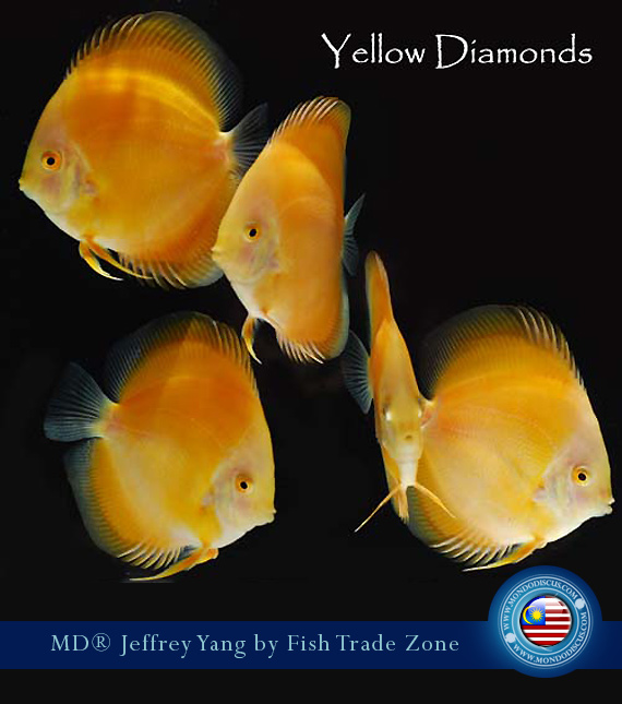 yellow diamond discus