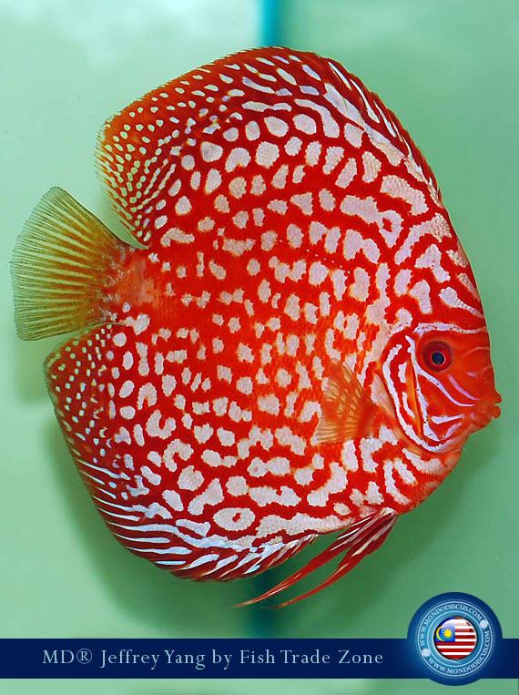 Malaysia discus - Jeffrey Yan