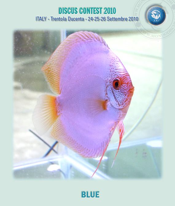 Blue secondo classificato