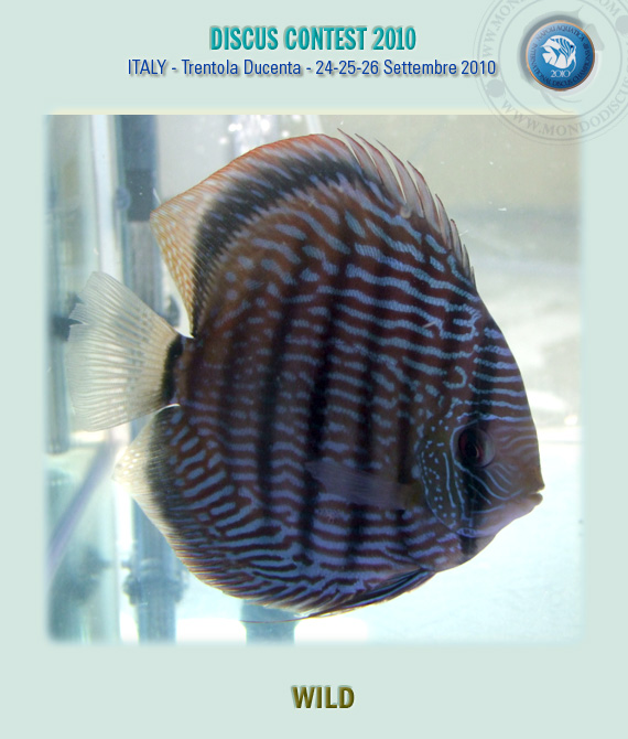 Wild primo classificato