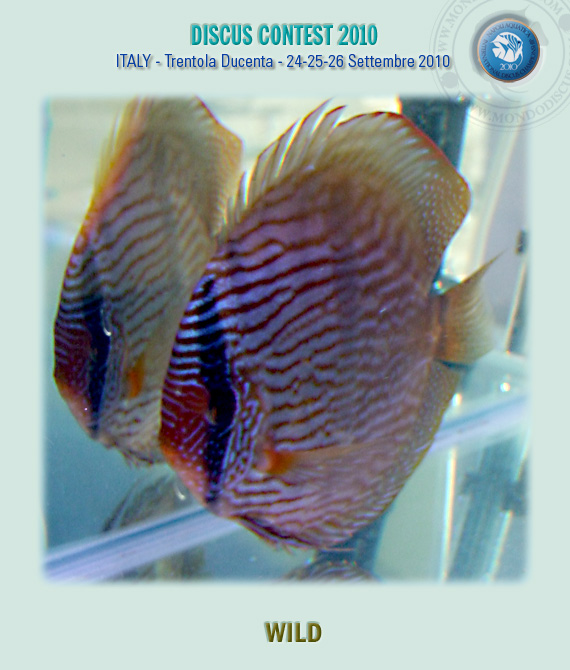 Wild secondo classificato