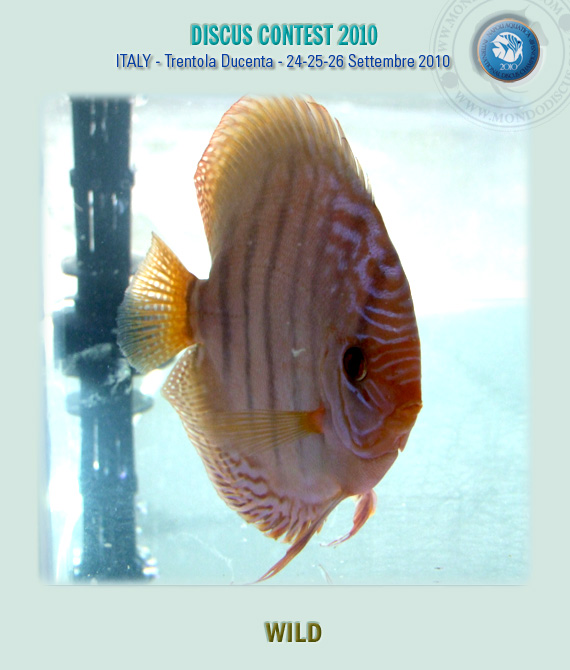 Wild terzo classificato