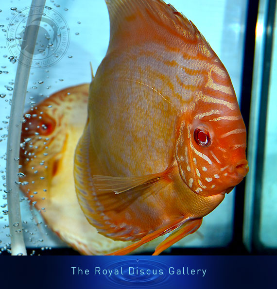 discus nuove selezioni albino