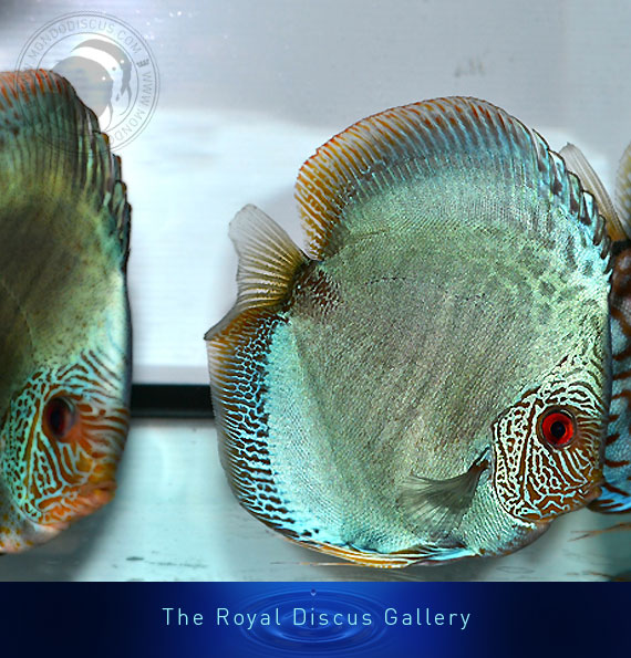 discus nuove selezioni snake skin