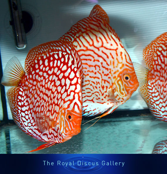 discus nuove selezioni red mapp