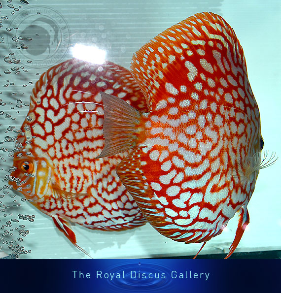 discus nuove selezioni red mapp