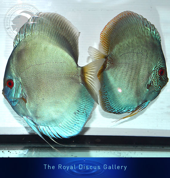 discus nuove selezioni blue diamond and snake skin