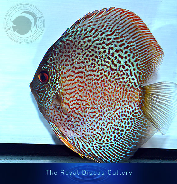 discus nuove selezioni eruption