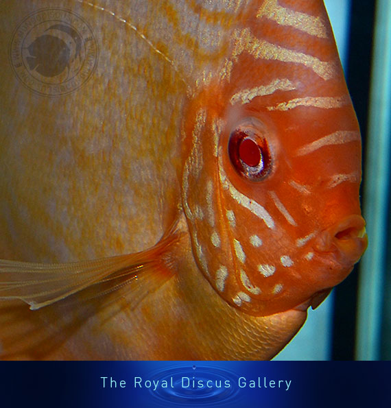 discus nuove selezioni albino