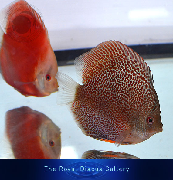 discus nuove selezioni spotted