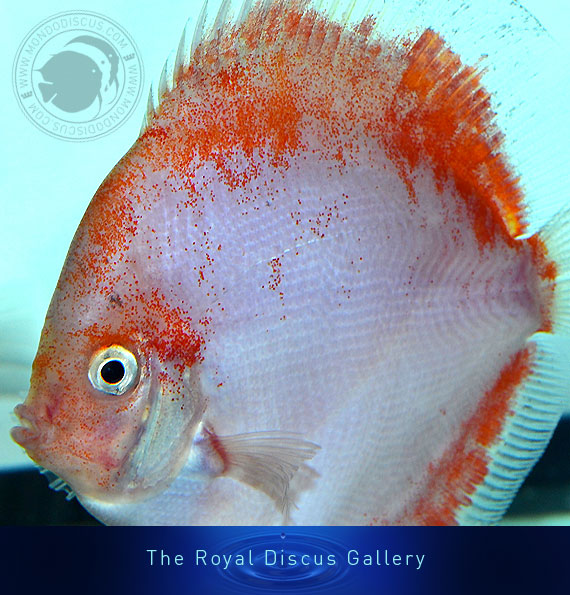 discus nuove selezioni ghost