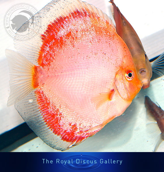 discus nuove selezioni ghost