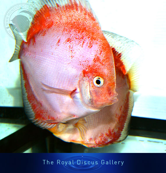 discus nuove selezioni ghost