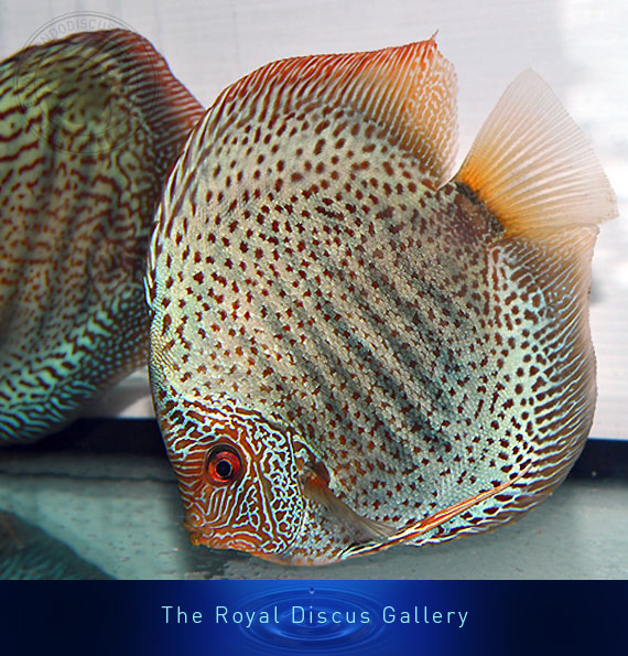 discus nuove selezioni leopard