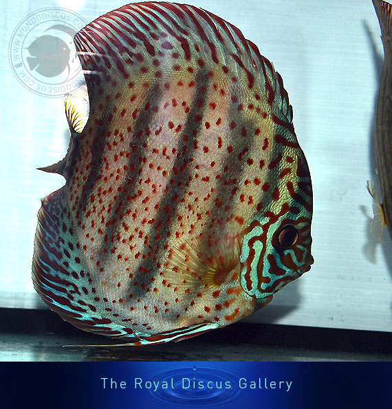 discus nuove selezioni leopard