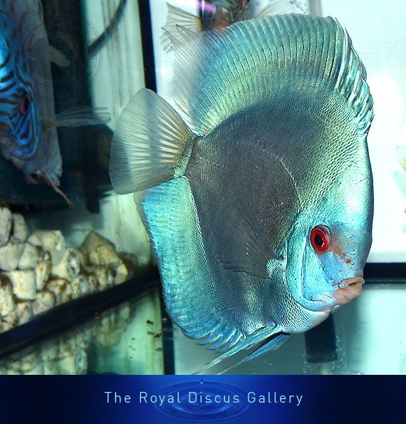 discus nuove selezioni blue diamond