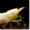 cardina shrimps golden