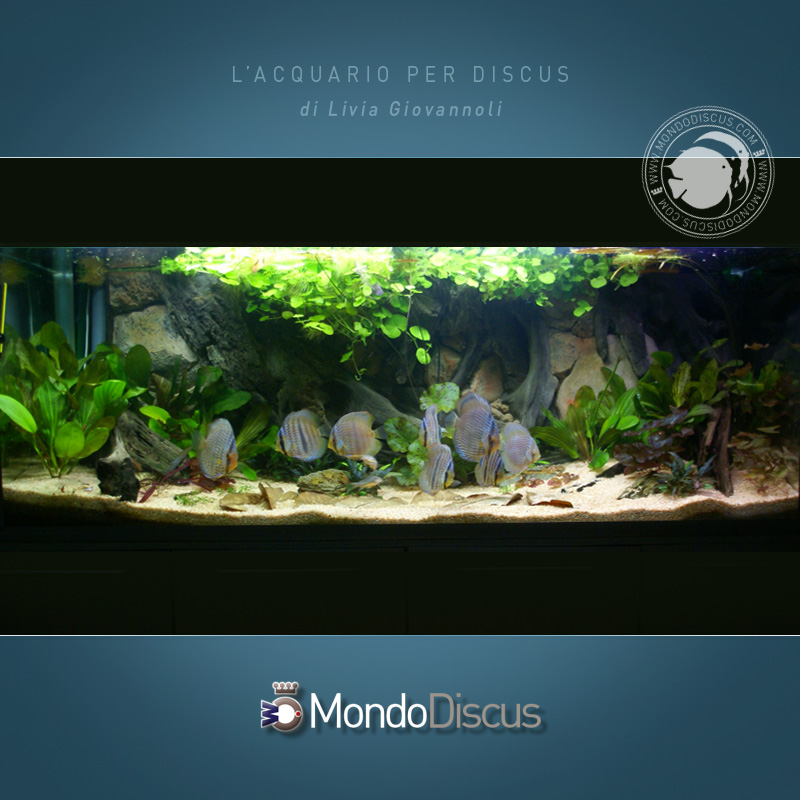 AquarioDiscus1