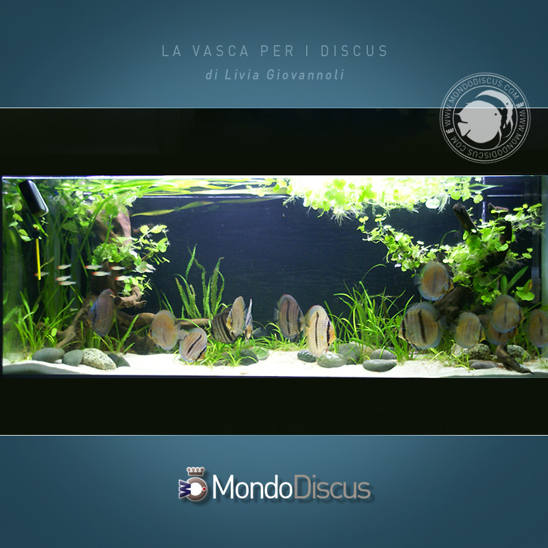 AquarioDiscus2